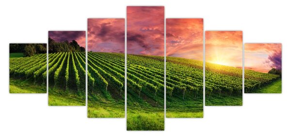 Obraz vinohradu s barevným nebem (210x100 cm)