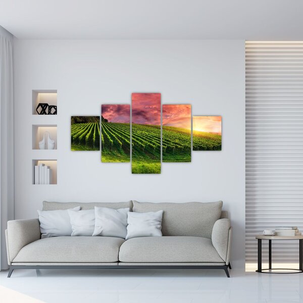 Obraz vinohradu s barevným nebem (125x70 cm)
