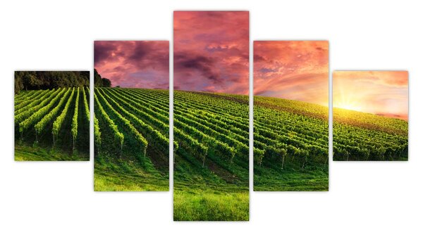 Obraz vinohradu s barevným nebem (125x70 cm)