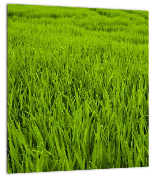 Obraz trávy (30x30 cm)