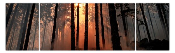 Obraz temného lesa (170x50 cm)