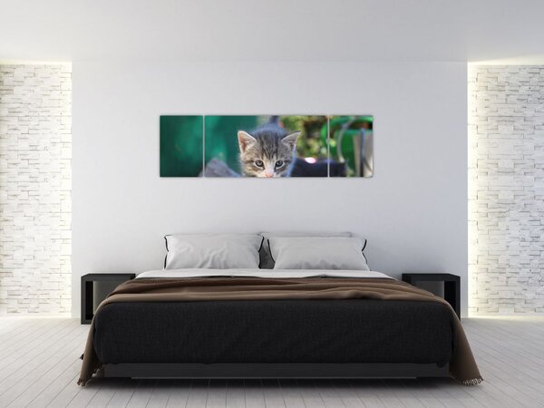 Obraz koťátka (170x50 cm)