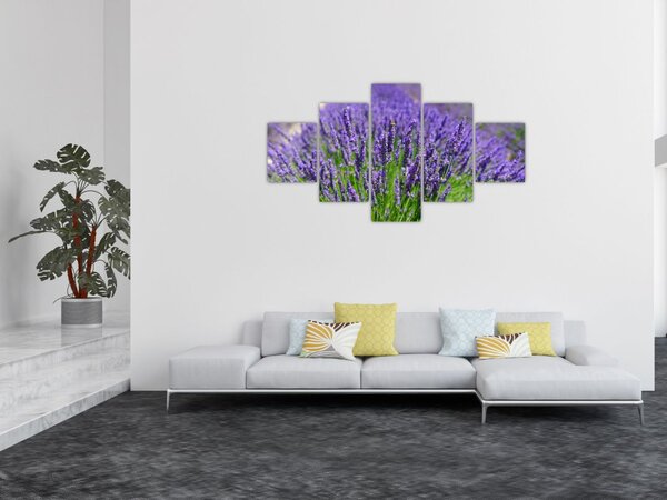 Obraz - levandule (125x70 cm)