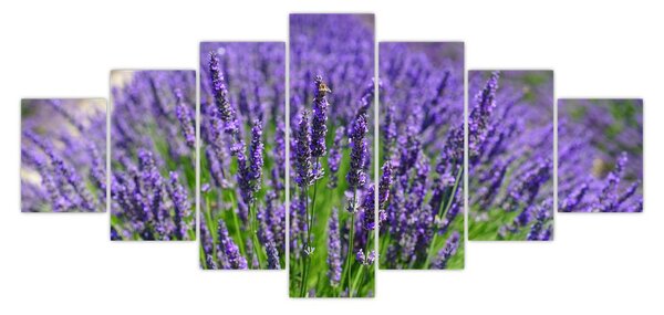 Obraz - levandule (210x100 cm)