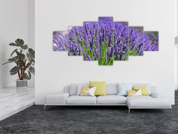 Obraz - levandule (210x100 cm)