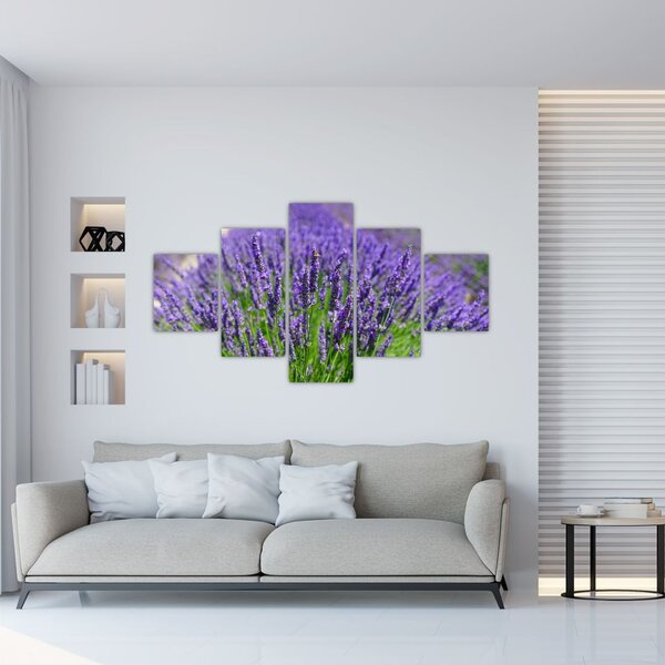 Obraz - levandule (125x70 cm)