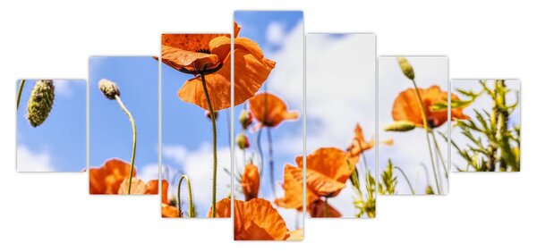 Obraz vlčích máků (210x100 cm)