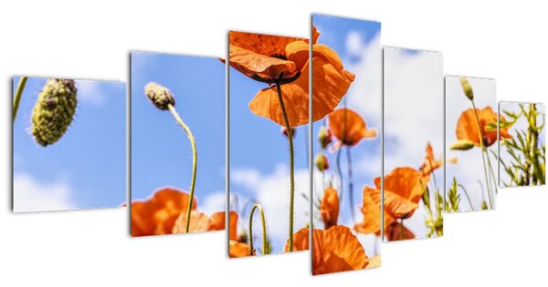 Obraz vlčích máků (210x100 cm)