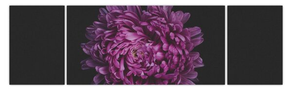 Obraz fialové květiny (170x50 cm)