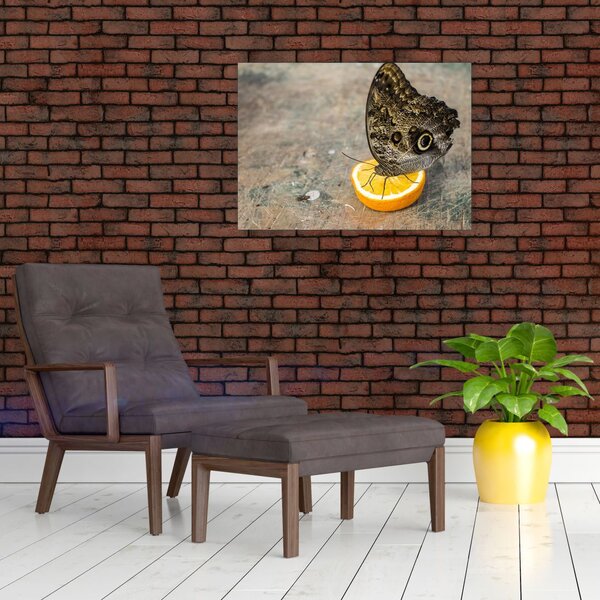 Obraz motýla (70x50 cm)