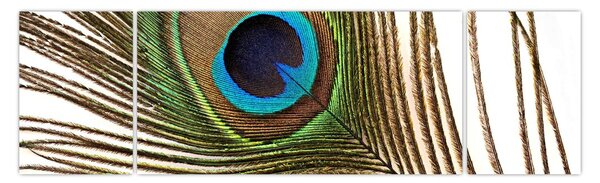 Obraz pavího peří (170x50 cm)