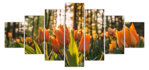 Obraz - oranžové tulipány (210x100 cm)