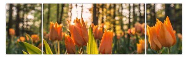 Obraz - oranžové tulipány (170x50 cm)