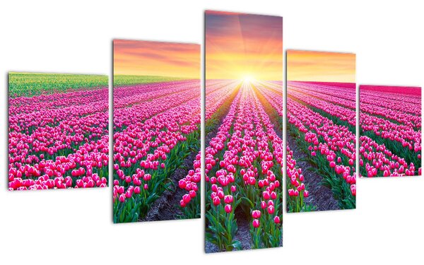 Obraz pole tulipánů se sluncem (125x70 cm)