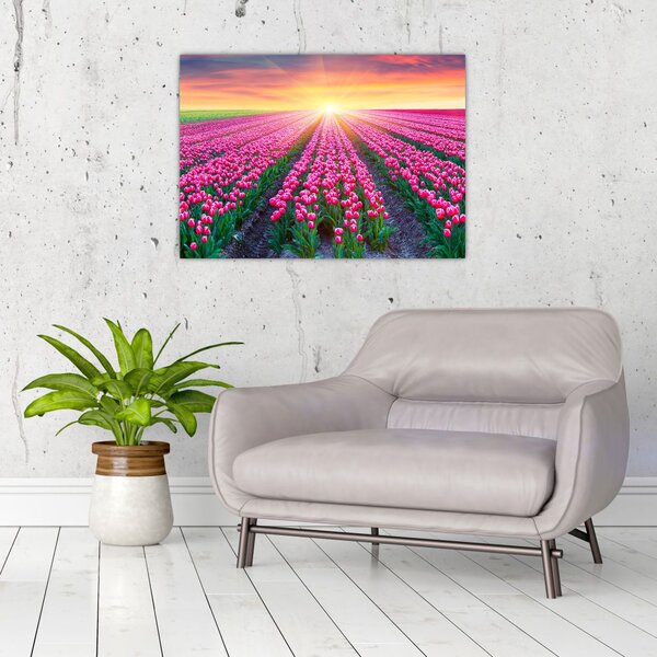 Obraz pole tulipánů se sluncem (70x50 cm)