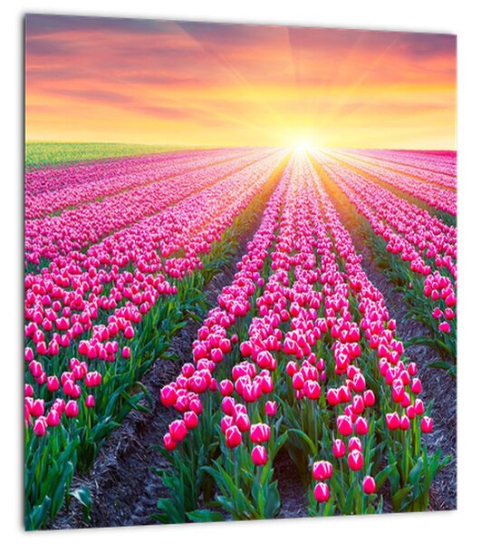 Obraz pole tulipánů se sluncem (30x30 cm)