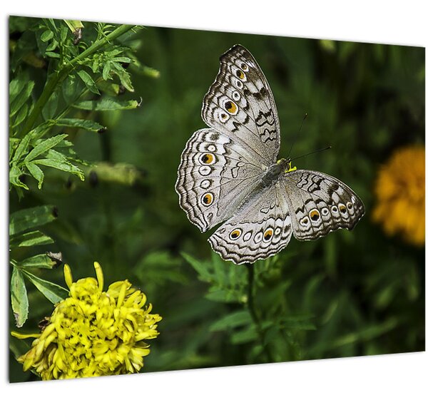 Obraz - bílý motýl (70x50 cm)