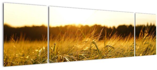 Obraz orosené trávy (170x50 cm)