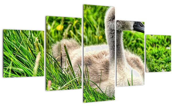 Obraz - malá labuť v trávě (125x70 cm)