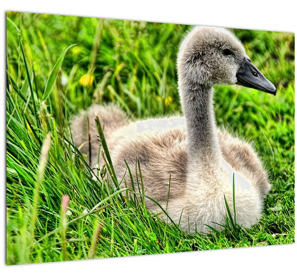 Obraz - malá labuť v trávě (70x50 cm)