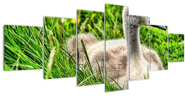 Obraz - malá labuť v trávě (210x100 cm)