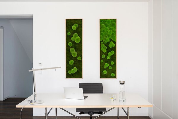 Mechový obraz z kopečkového a lesního mechu 140X40, Dřevěný rám (dub)