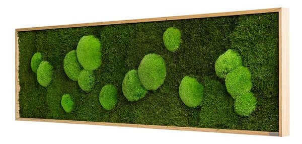 Mechový obraz z kopečkového a lesního mechu 140X40, Dřevěný rám (dub)