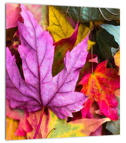 Obraz - podzimní listy (30x30 cm)