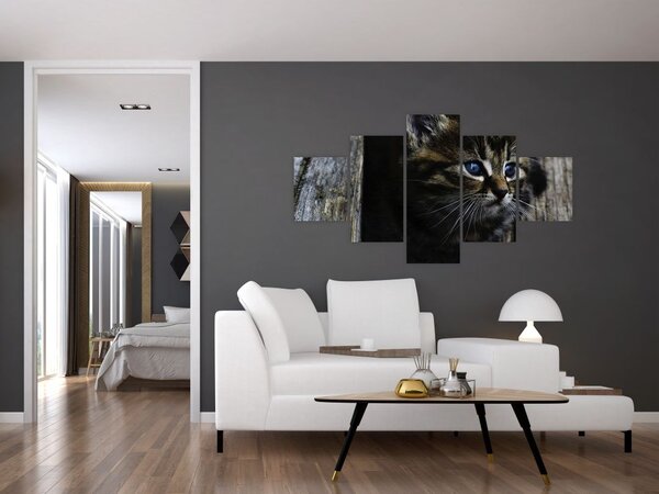 Obraz koťátka (125x70 cm)