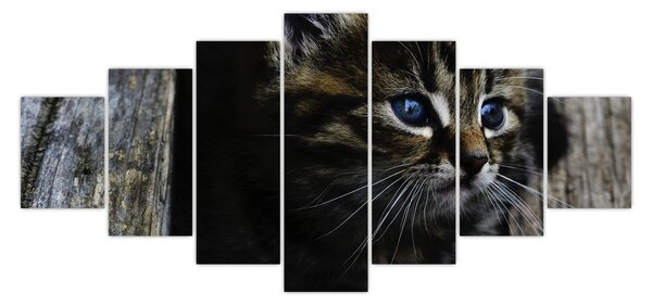 Obraz koťátka (210x100 cm)