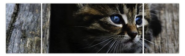 Obraz koťátka (170x50 cm)