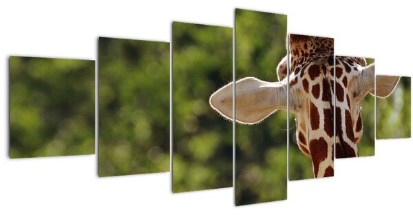 Obraz žirafy zezadu (210x100 cm)