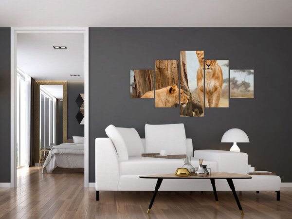 Obraz - dvě lvice (125x70 cm)