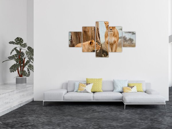 Obraz - dvě lvice (125x70 cm)