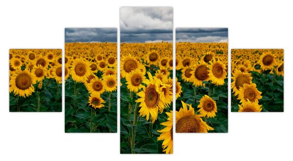 Obraz slunečnicového pole (125x70 cm)