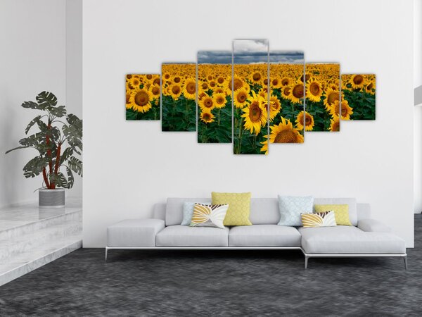 Obraz slunečnicového pole (210x100 cm)