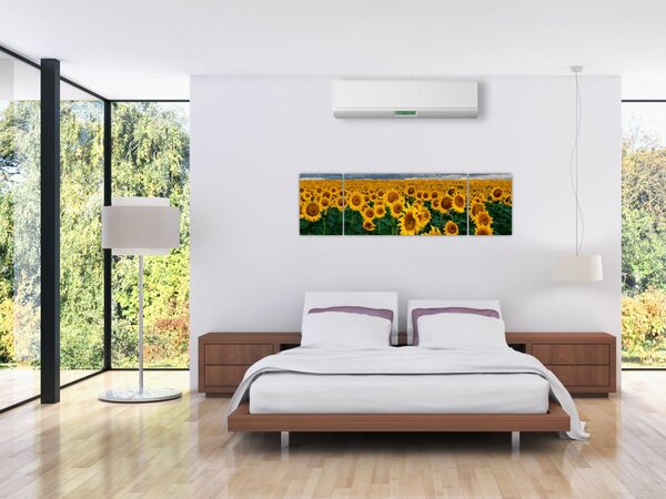 Obraz slunečnicového pole (170x50 cm)