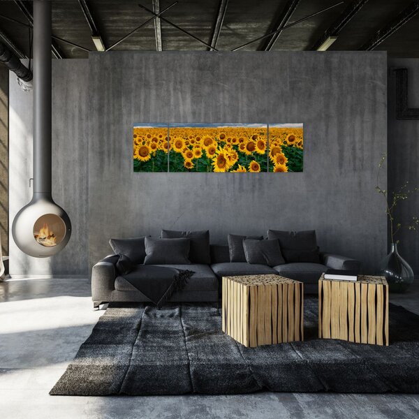 Obraz slunečnicového pole (170x50 cm)