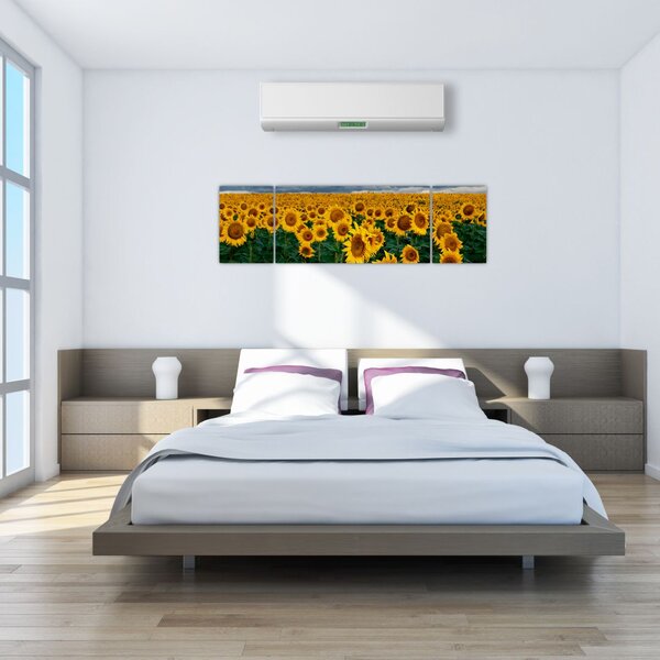 Obraz slunečnicového pole (170x50 cm)