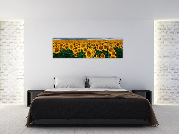 Obraz slunečnicového pole (170x50 cm)