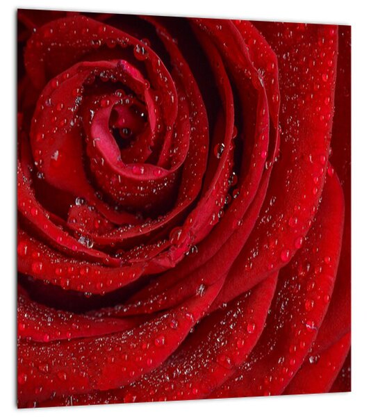 Obraz - detail růže (30x30 cm)