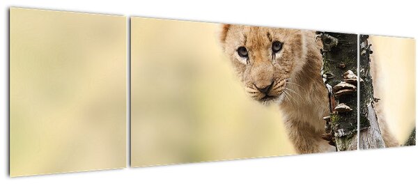 Obraz lvíčete (170x50 cm)
