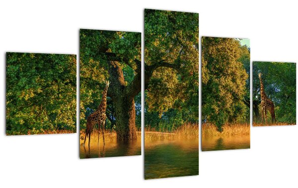Obraz žiraf v přírodě (125x70 cm)