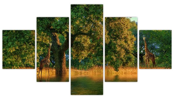 Obraz žiraf v přírodě (125x70 cm)