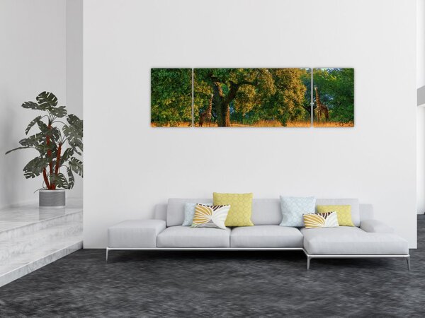 Obraz žiraf v přírodě (170x50 cm)