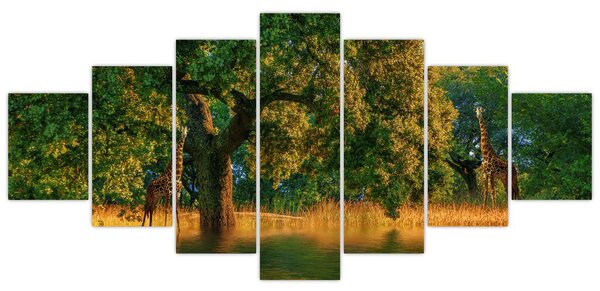 Obraz žiraf v přírodě (210x100 cm)