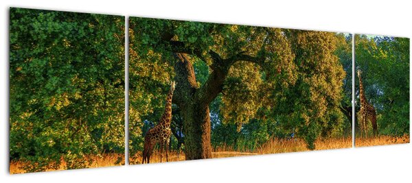 Obraz žiraf v přírodě (170x50 cm)