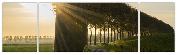 Obraz aleje (170x50 cm)