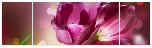 Obraz růžových tulipánů (170x50 cm)