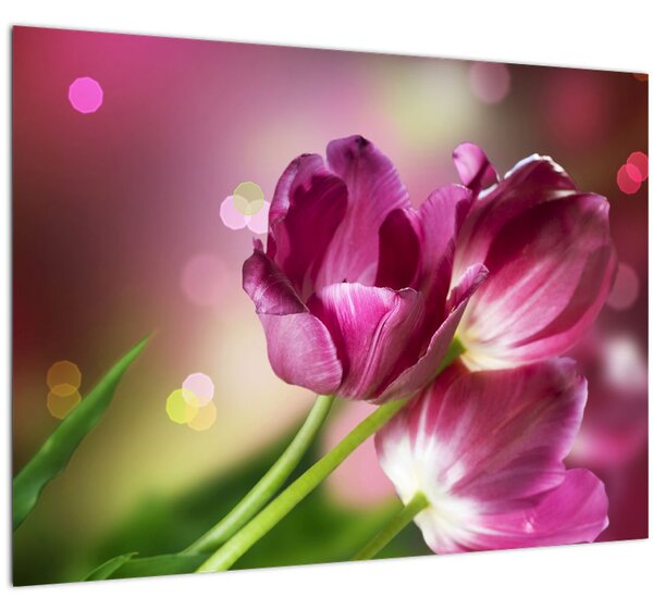 Obraz růžových tulipánů (70x50 cm)